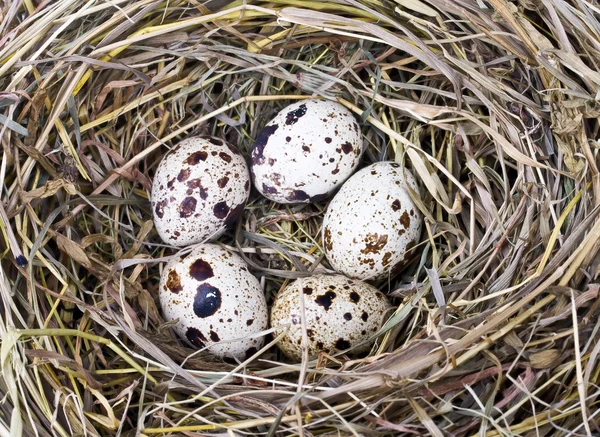 stock image Eggs in the nest