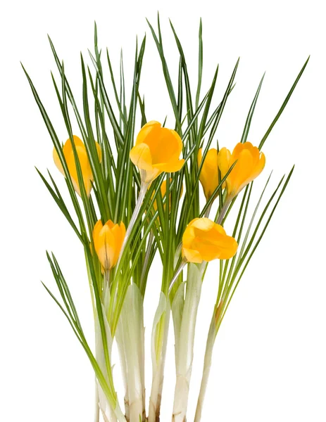 Krokus żółty kwiaty — Zdjęcie stockowe
