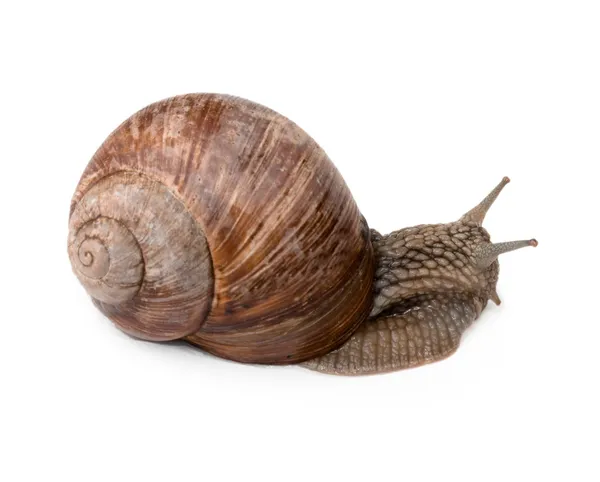 stock image Two Snail