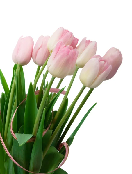 Tulipán izolátu — Stock fotografie