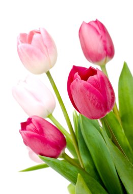 Tulip isolated clipart