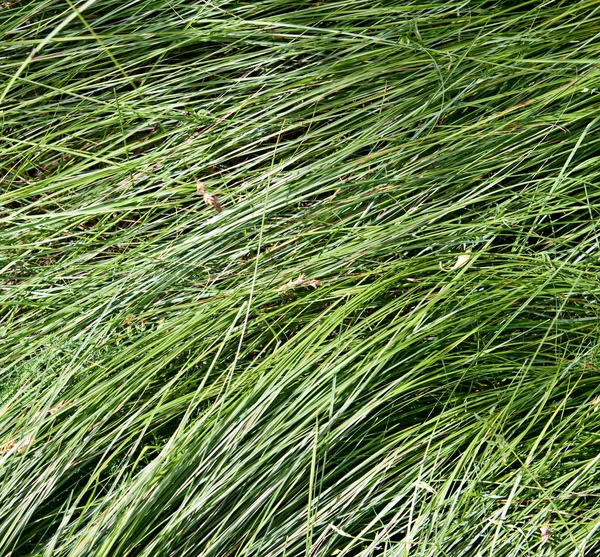 Weiches langes Gras — Stockfoto
