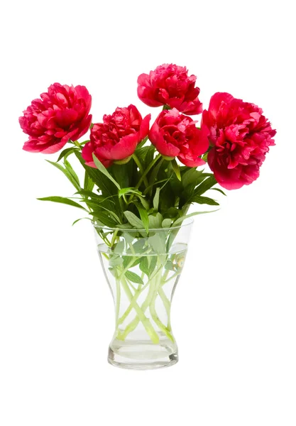Flower peonies — Stock Photo, Image
