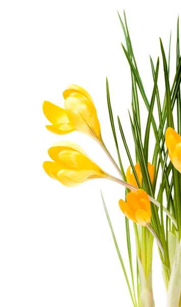 Krokus żółty kwiaty izolować — Zdjęcie stockowe