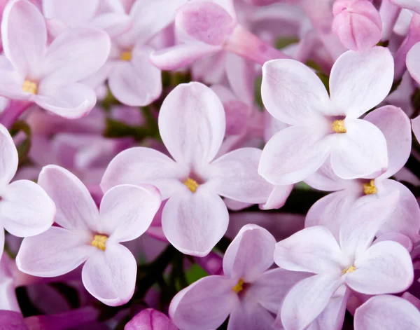 Blommor lila — Stockfoto