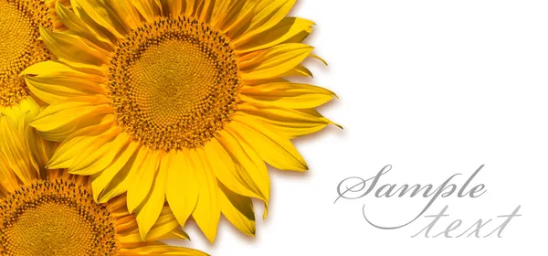 Beispieltext mit Sonnenblume — Stockfoto