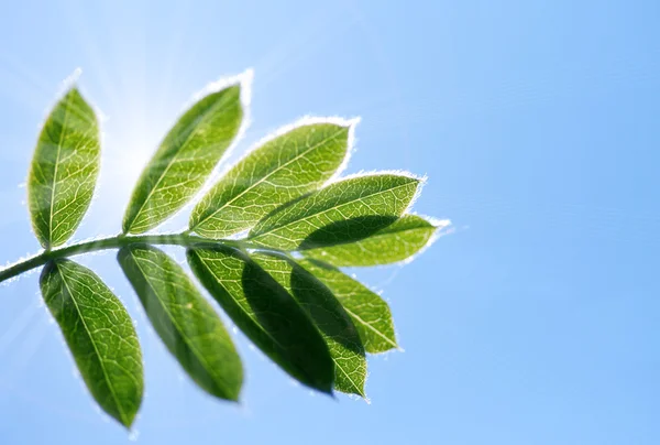 Gröna gren på himmel bakgrund — Stockfoto