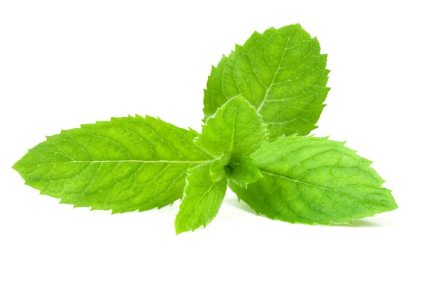 Menta verde — Foto Stock