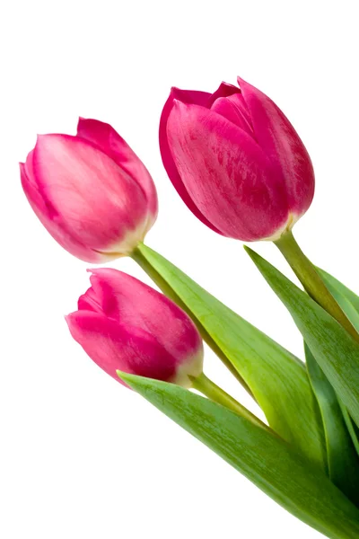 Tulipano isolato — Foto Stock