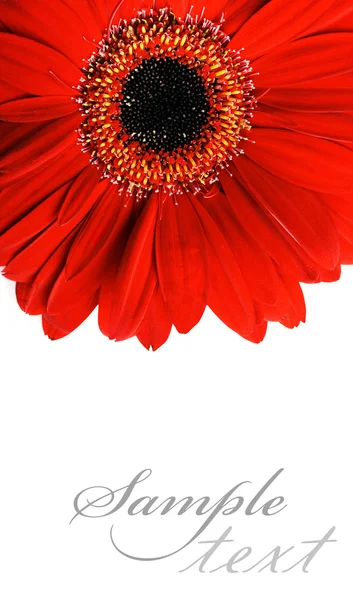 Пример текста и цветка — стоковое фото