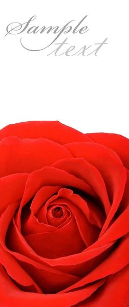 Rött rosenkort — Stockfoto