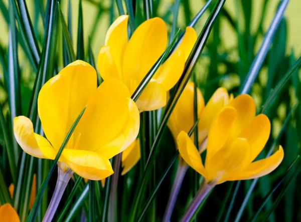 Crocus flores amarillas — Foto de Stock