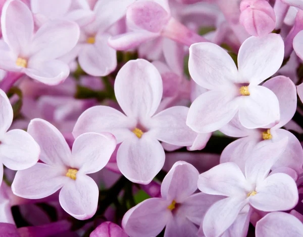 Flowers lilac — Stock Image Flowers lilac Royalty Free Stock Photos