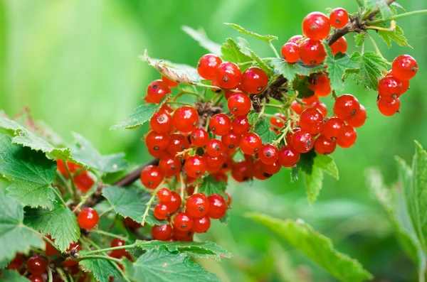 Red currant Stock Picture