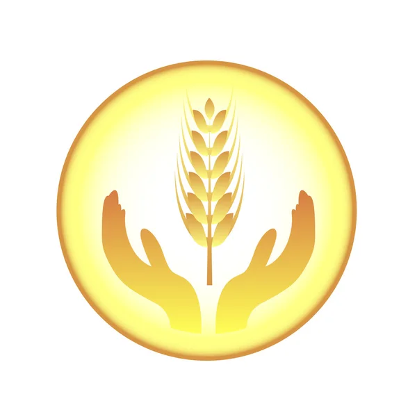 Buğday ve eller kulaklar — Stok Vektör