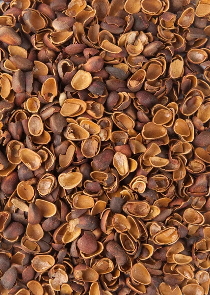 소나무 견과류의 껍질의 배경 — 스톡 사진