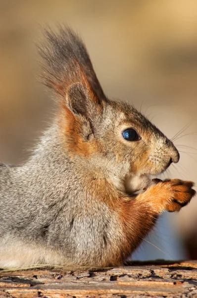 stock image Red squirrel