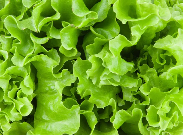Friss saláta levelek — Stock Fotó