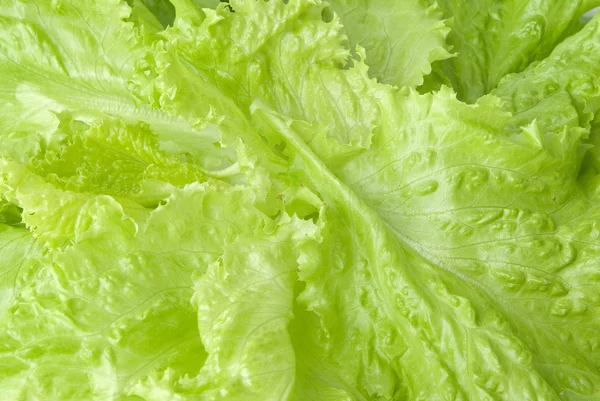 Háttérkép saláta — Stock Fotó