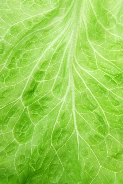 stock image Fresh lettuce closeup