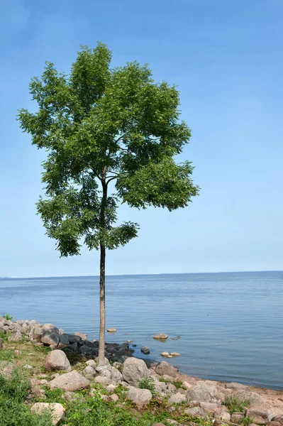 Stock image Lonely tree with blue sky and sea