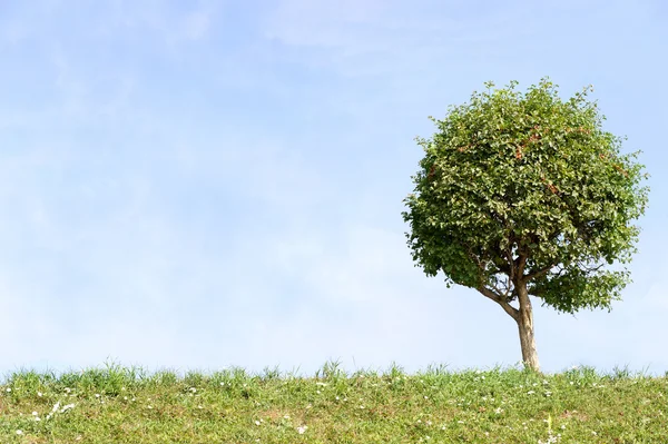 Albero solitario con cielo blu ed erba verde — Foto Stock