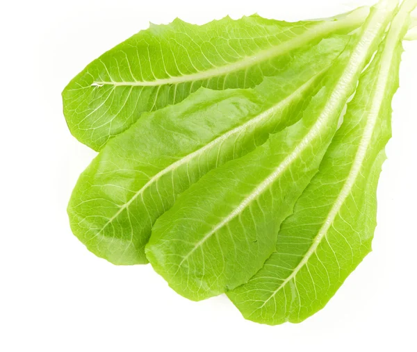 Φρέσκα φύλλα πράσινης σαλάτας — Φωτογραφία Αρχείου