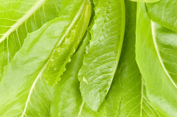 Closeup listy zelené saláty — Stock fotografie