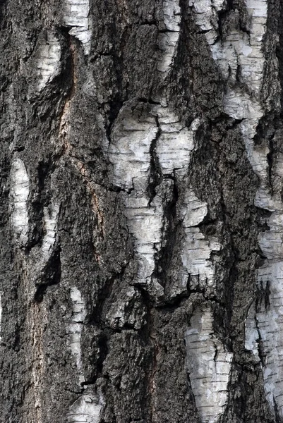 Casca de árvore — Fotografia de Stock