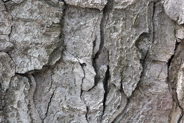 Bark av träd — Stockfoto