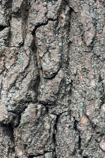 Kora drzewa — Zdjęcie stockowe