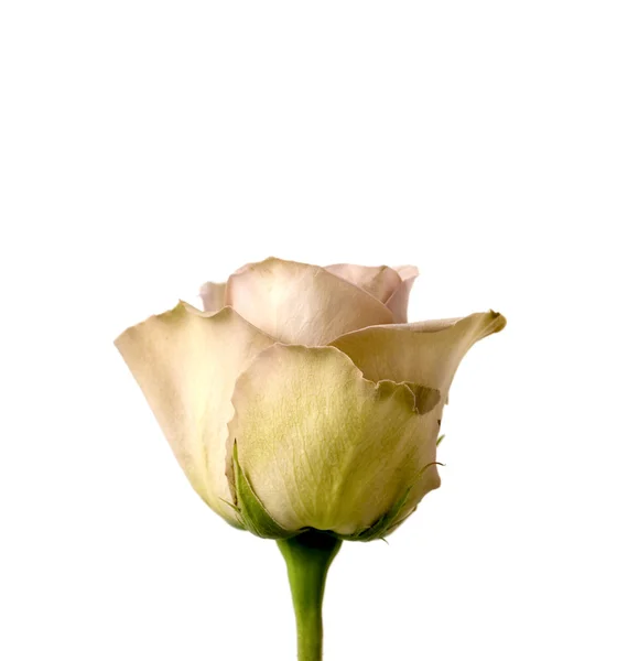 Rózsa fehér alapon — Stock Fotó