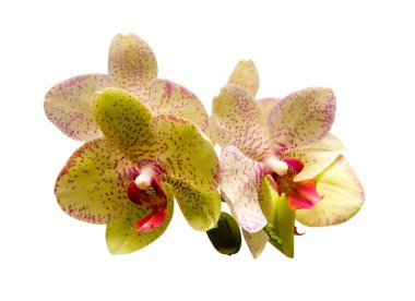 Phalaenopsis clipart