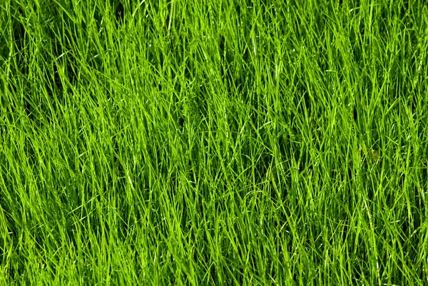 Textura de hierba —  Fotos de Stock