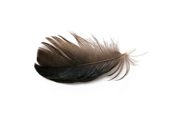 Feather isolated on white — Stock Photo, Image