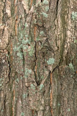 Bark of tree clipart