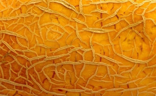 Close up of melon peel — Stock Photo, Image