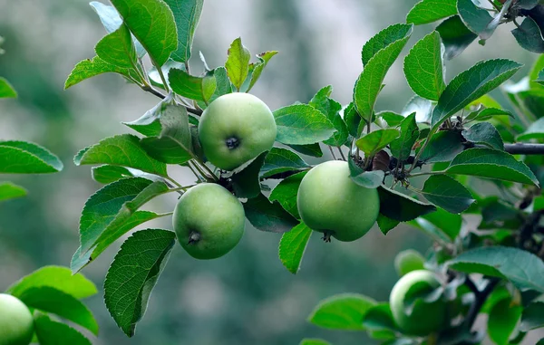 Tres manzanas verdes en un árbol —  Fotos de Stock