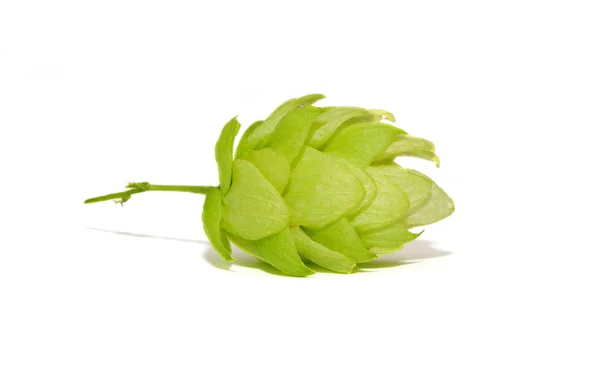Close up view of single hop cone. Isolated on white. — Stock Photo, Image