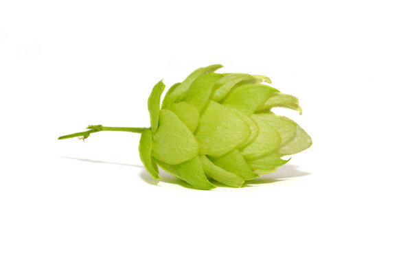 Close up view of single hop cone. Isolated on white.