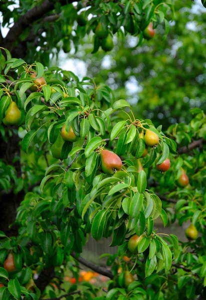 树上的梨 — 图库照片