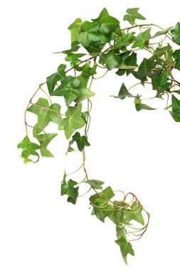Green Ivy clipart