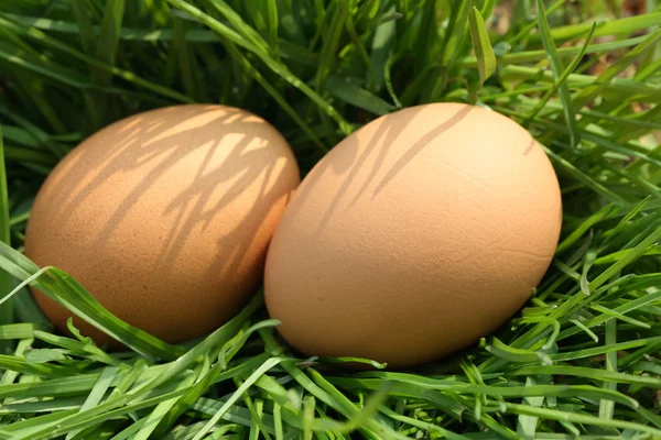 Eieren in gras — Stockfoto