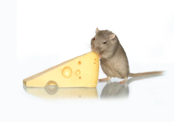 Rato e queijo — Fotografia de Stock