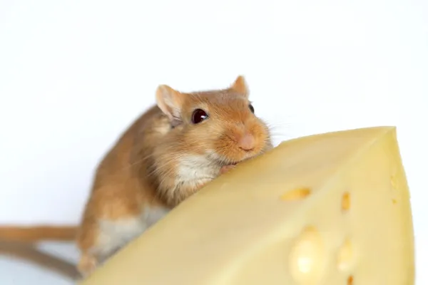 Mouse And Cheese — Stock Photo, Image