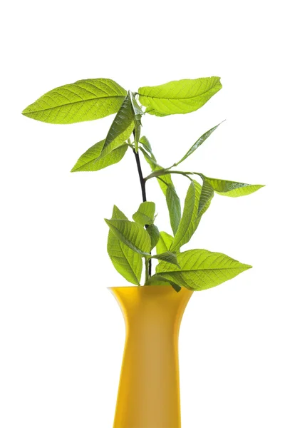 Vase mit grünen Blättern — Stockfoto