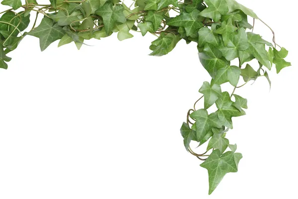 Frontiera Ivy verde — Foto Stock