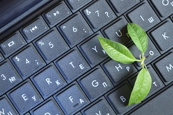 Groene blad op laptop — Stockfoto