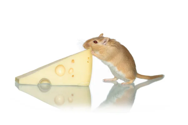 Myszka i ser — Zdjęcie stockowe