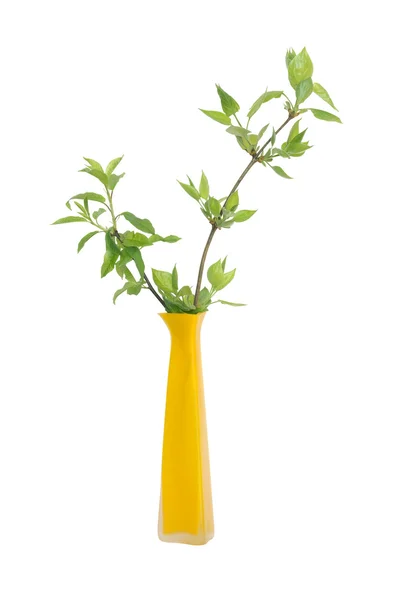 Vaso com folhas verdes — Fotografia de Stock